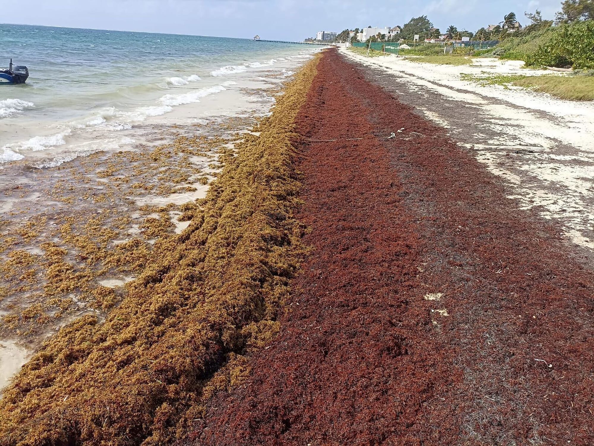 Massive sargassum seaweed bloom approaching Florida coastline