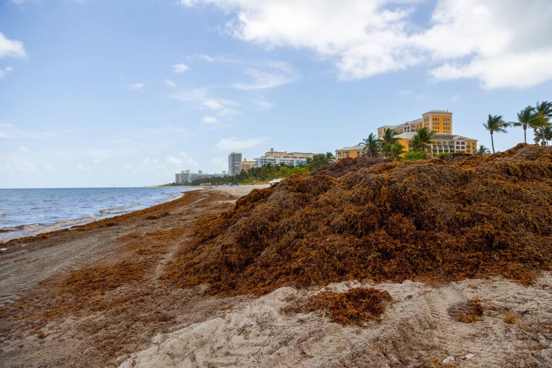 Heavy machinery removing sargassum from beaches