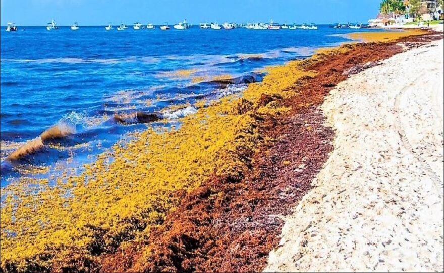 Aerial view of massive sargassum bloom