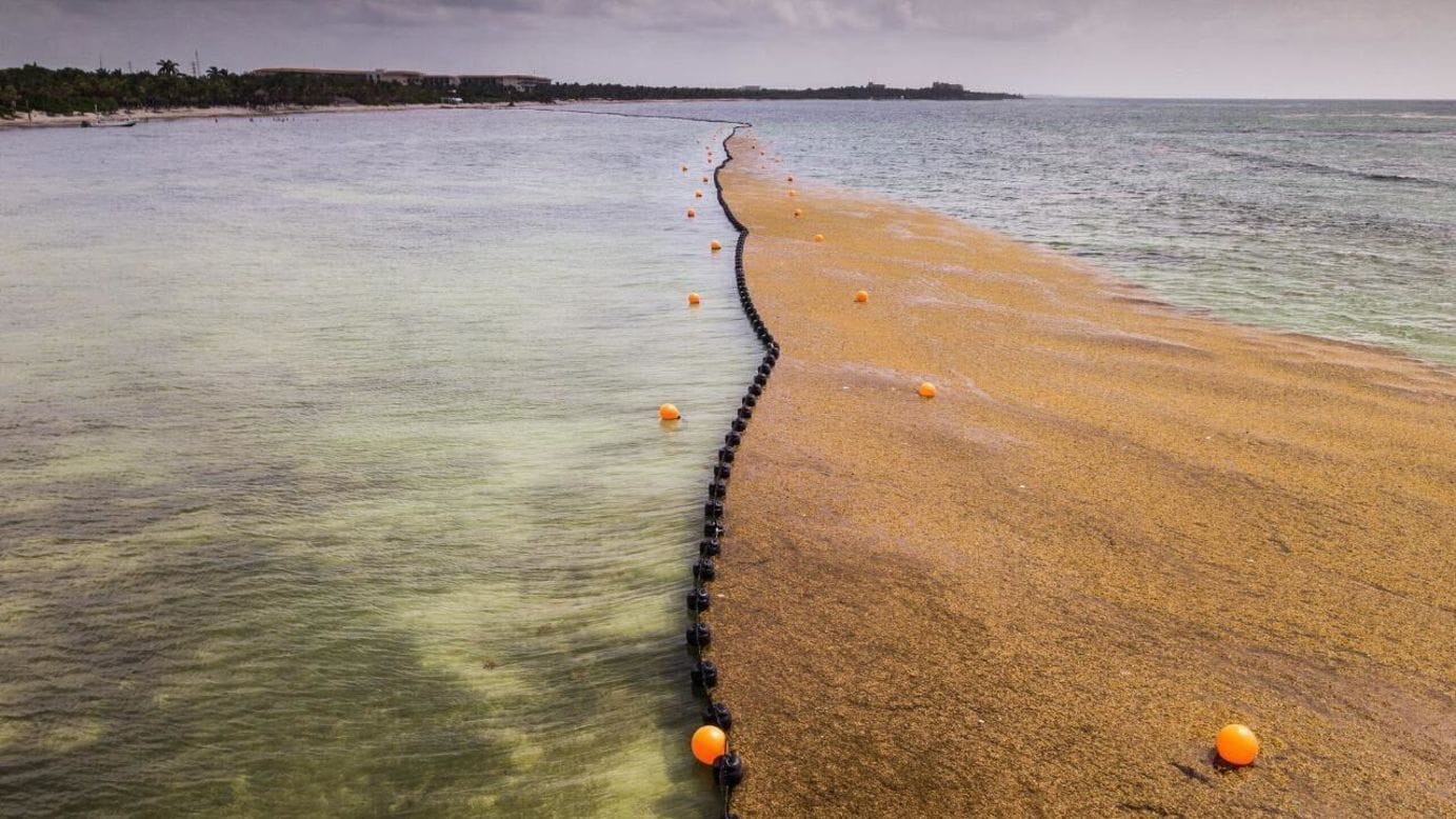 Sargassum seaweed covering beaches in Florida