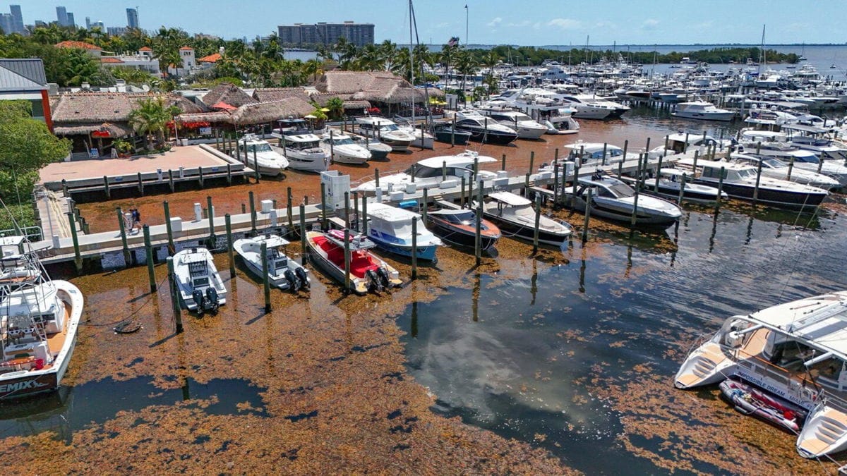 Sargassum piled on Florida beach