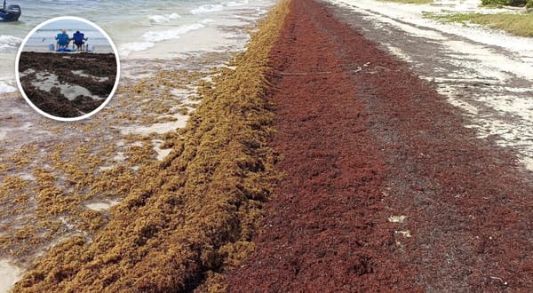 Deadly Seaweed Now Killing Fish And Wildlife On Florida Beaches Has Unexpected Human Cause